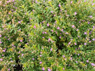 繁茂绿植中的紫色小花