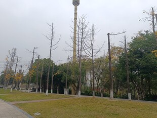 城市公园中的高塔景观