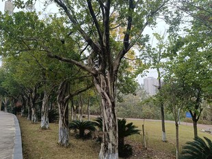 林荫小道旁的树木景观