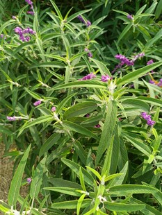 绿叶丛中的紫色小花