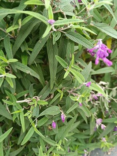 绿叶丛中的紫色小花