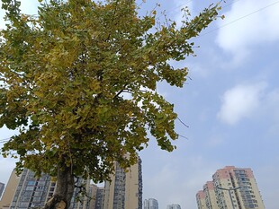 城市中茂盛的绿树