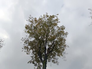 孤树挺立在阴云之下