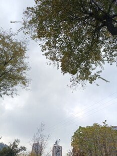 仰视城市中的繁茂树木