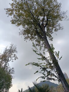 挺拔树木与朦胧天空