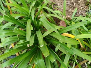 翠绿丛生的阔叶植物