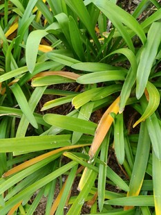 翠绿带黄边的植物叶片