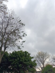 阴天里的树木景观