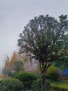 户外园林树木景观