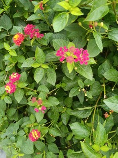 鲜艳粉色花卉与绿叶