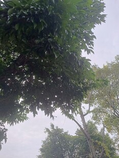 仰视茂密树冠景象