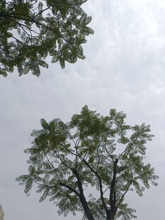 仰视绿树与灰白天空