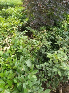 绿意盎然的繁茂植物景观