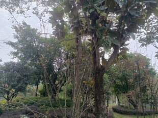 繁茂树林中的自然景致