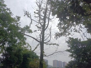 光秃树木与周围繁茂绿植