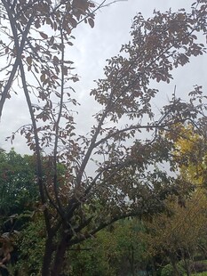 秋日树枝与多彩背景