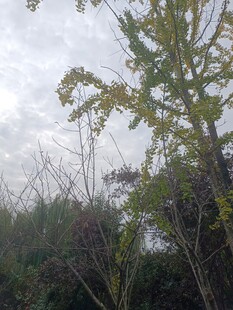 野外树木与多云天空景象