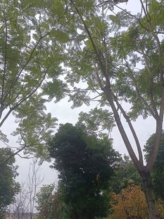 秋日树林中的高大树木