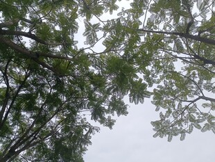 仰视繁茂枝叶的清新景象