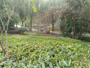 林间绿植环绕的静谧景致