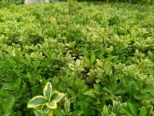 绿叶中带金边的植物景观