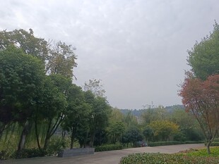 林间小道的静谧自然景致