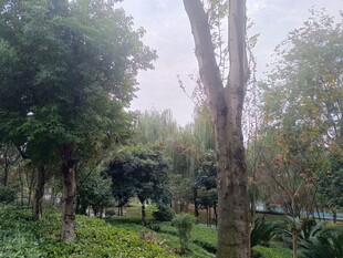 静谧树林中的自然景致