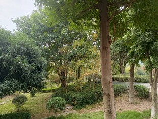 绿意盎然的公园林间景色