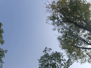 仰视绿树蓝天