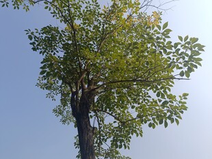 挺拔绿树映蓝天