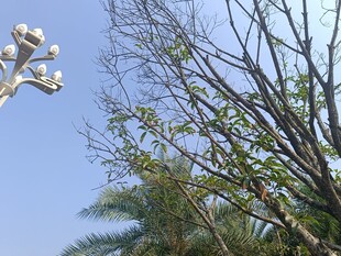 蓝天树枝上的白色花朵