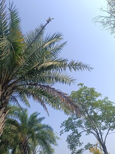 蓝天之下的棕榈树景观