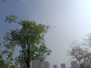 城市中挺拔的绿树