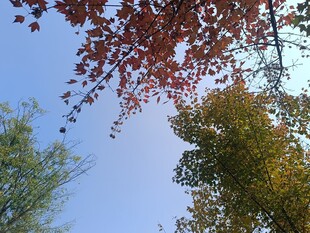 秋日树梢红叶蓝天美景