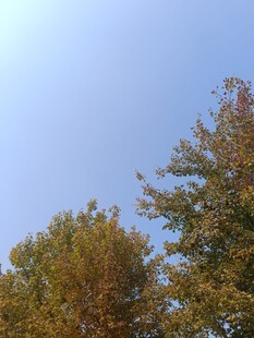 秋日树梢上的晴朗天空