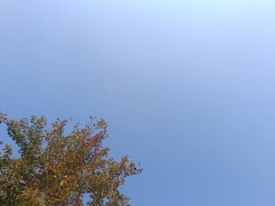 蓝天映衬下的金黄树叶