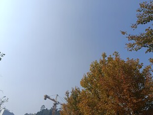 秋日树梢与晴朗蓝天