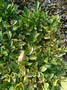 绿叶丛中的小鸟