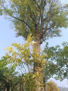 秋日挺拔树木景观