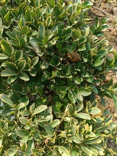 绿叶繁茂的植物景观