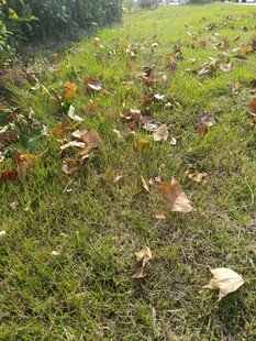 草地上的散落枯叶