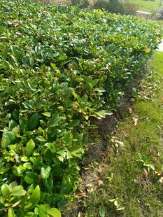 整齐排列的绿色植物