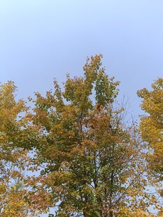 秋日树梢的斑斓色彩