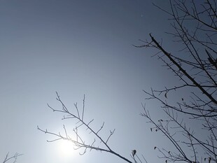 冬日树枝间的耀眼阳光