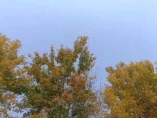 秋日树梢斑斓景致