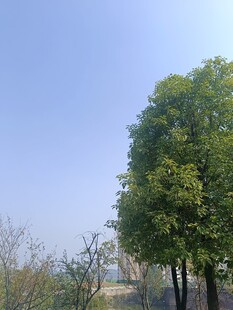 蓝天绿树风景图