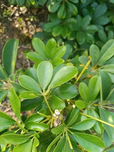 绿叶繁茂的植物特写