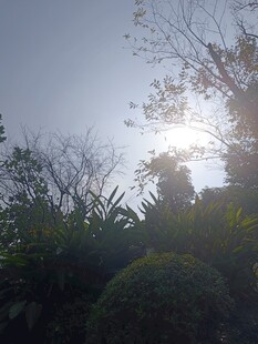 阳光穿透枝叶的自然美景