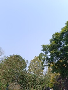 蓝天绿树自然风景图