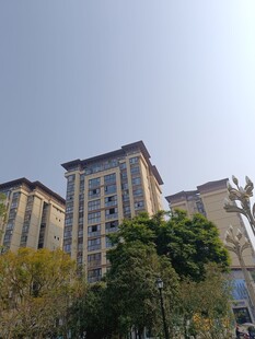 高层住宅旁的绿树景观